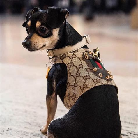 designer dog harness Gucci